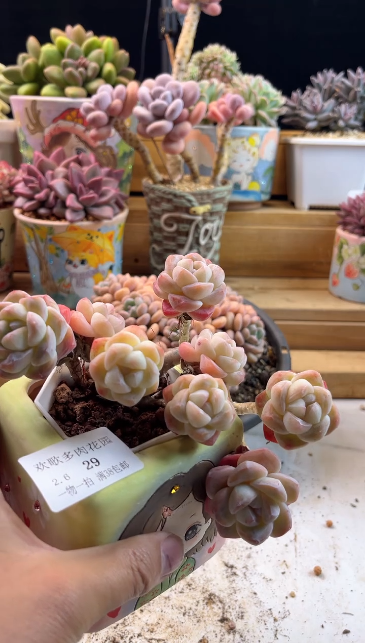 【闪购商品】2.6-29花盆