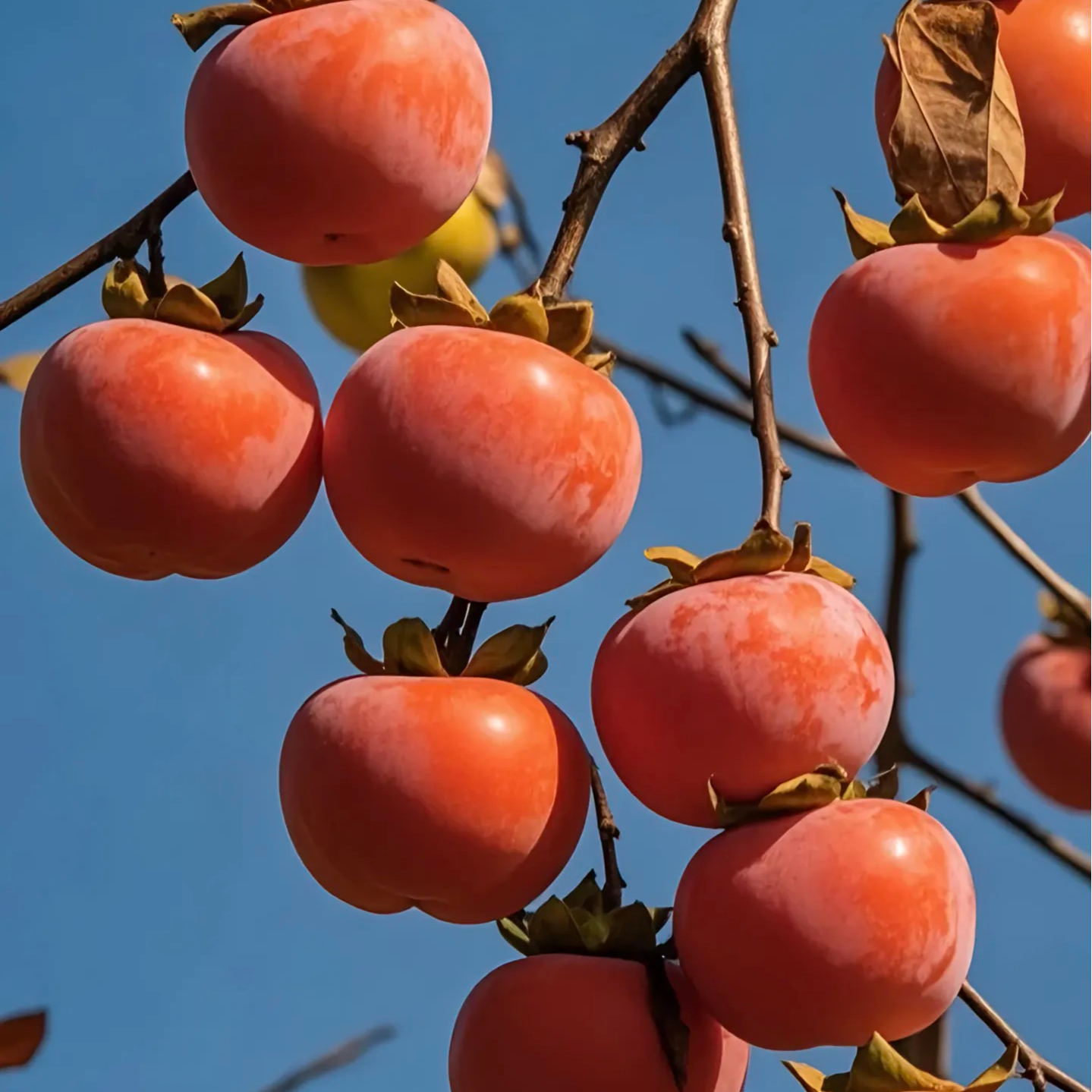 精品柿子树 南北方种植 盆栽地栽 阳丰太秋脆甜 火晶软糯香甜
