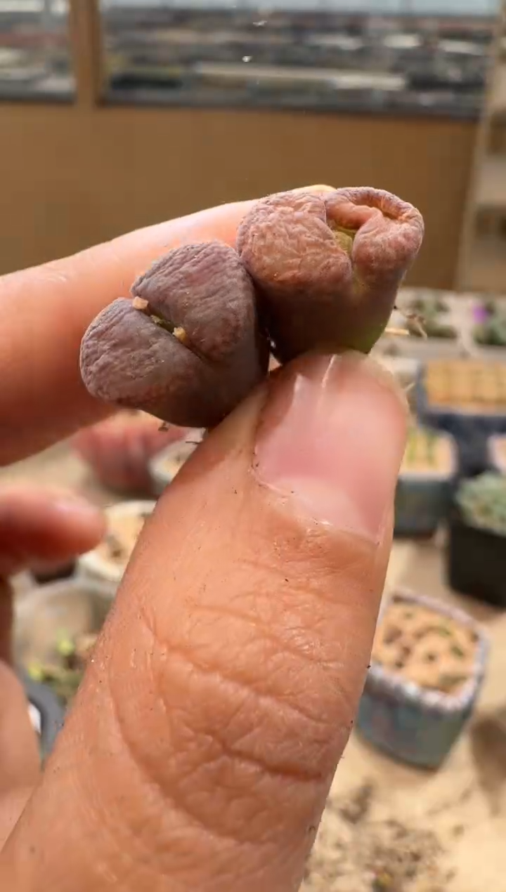 9-112多肉植物肉锥