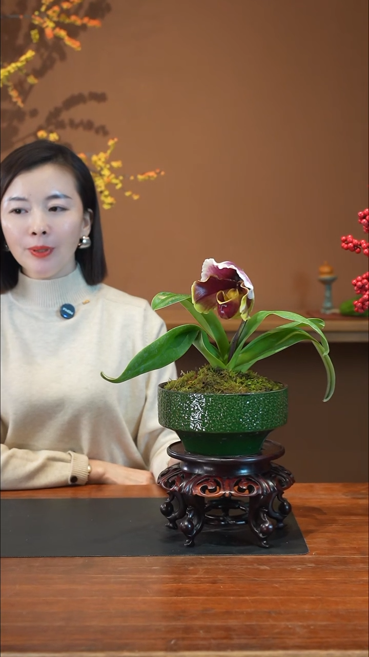 全部花朵红肉饼盆景盆景盆景