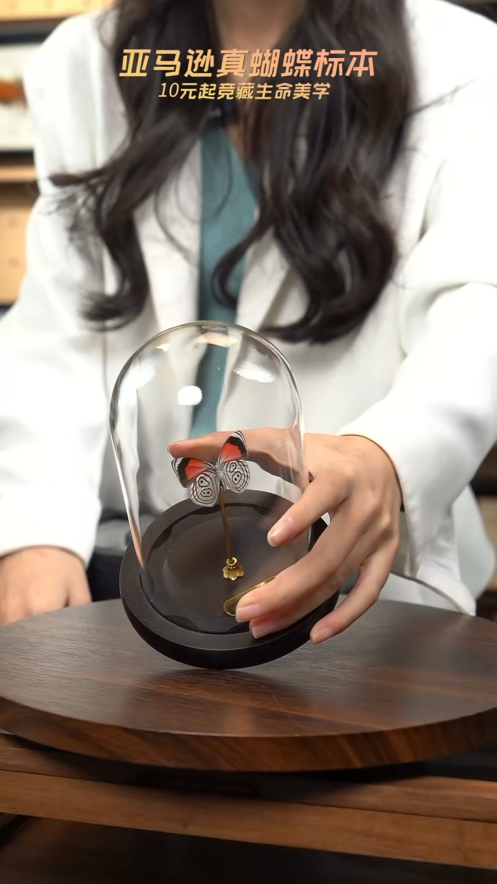 88多涡蛱蝶玻璃罩款