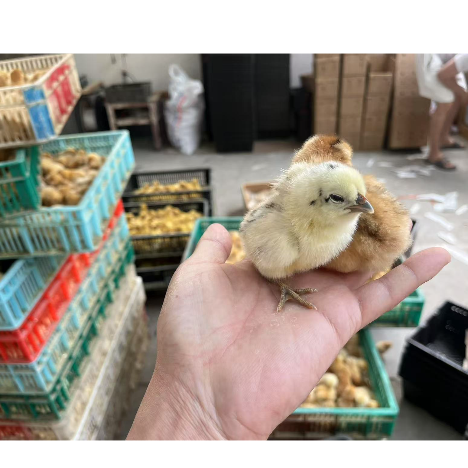 宠物土鸡麻鸡三黄黄土红瑶包邮到家（备注）