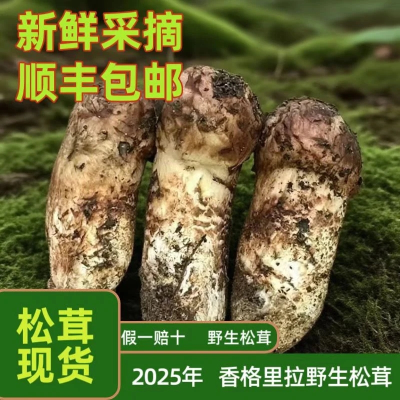 香格里拉鲜选野生菌一年一季