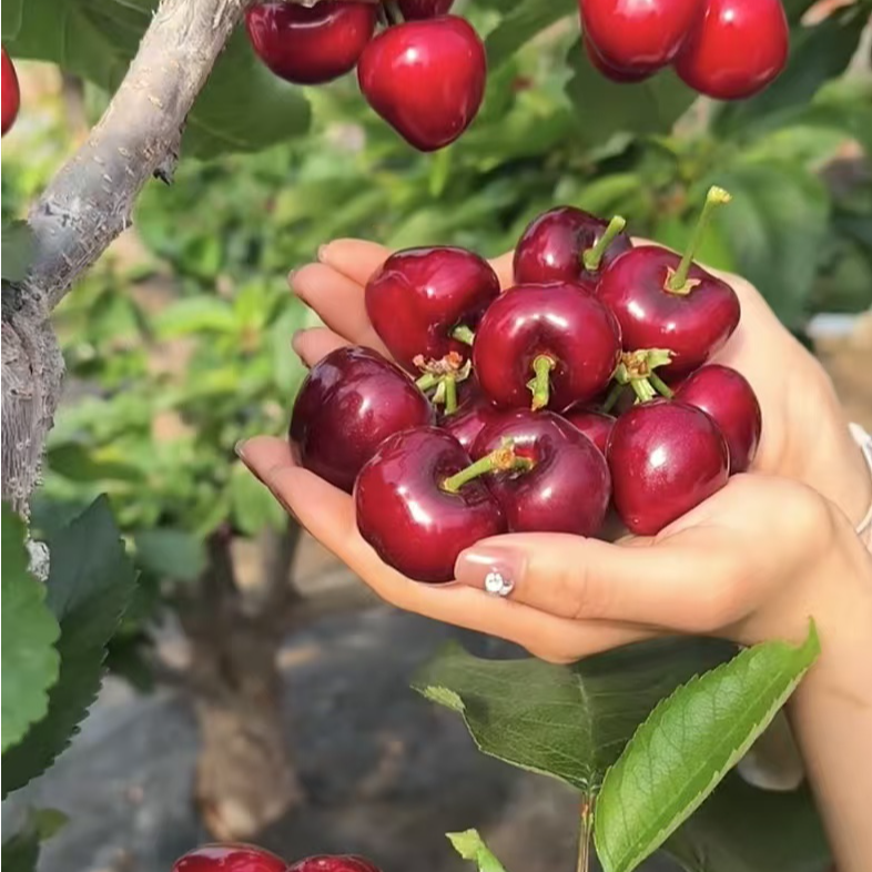 【一颗装链接】车厘子嫁接樱桃树南北方种植当年结果盆栽地栽花园