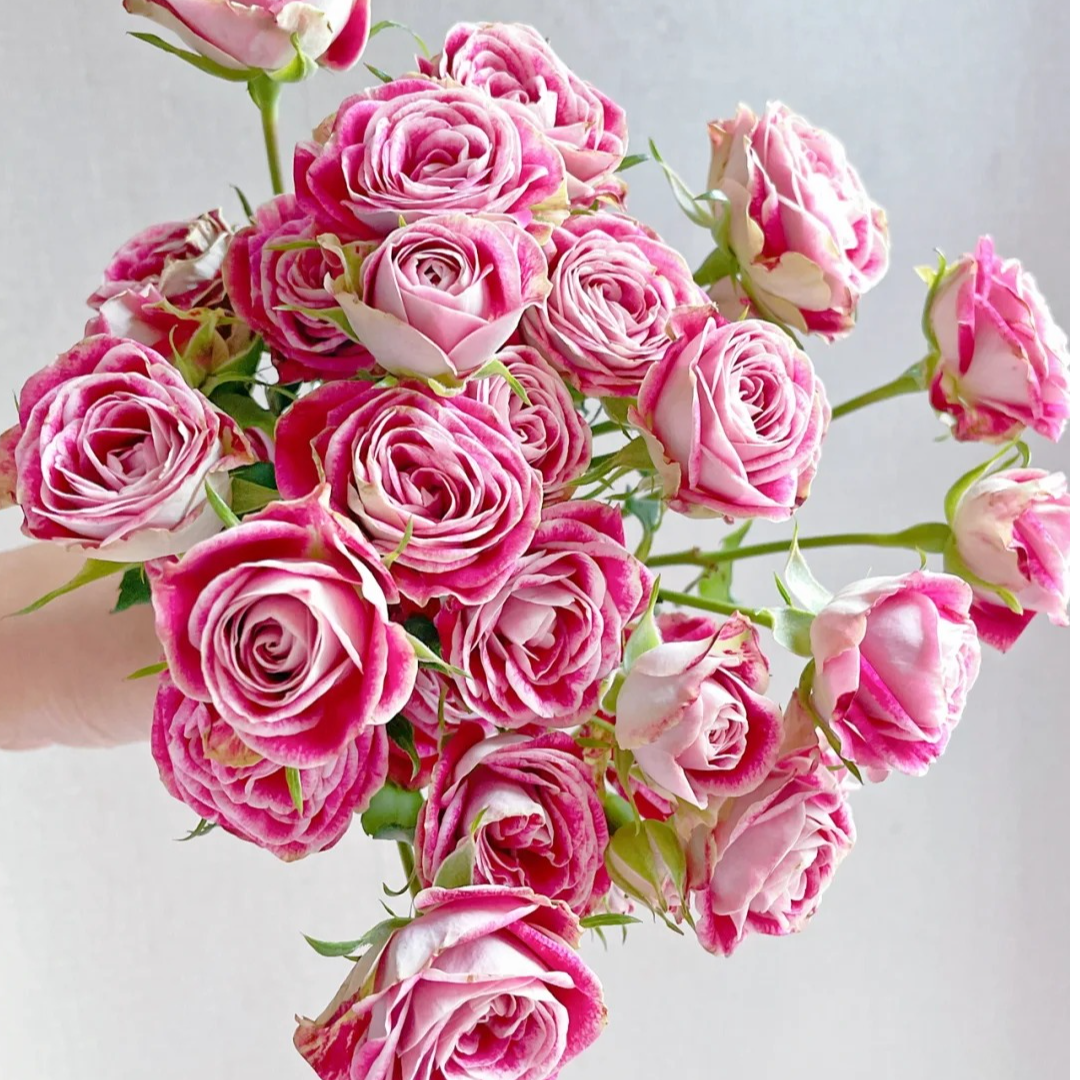 印象派，多头玫瑰，1单冷链包邮，2单升级顺丰冷链，远的发德邦