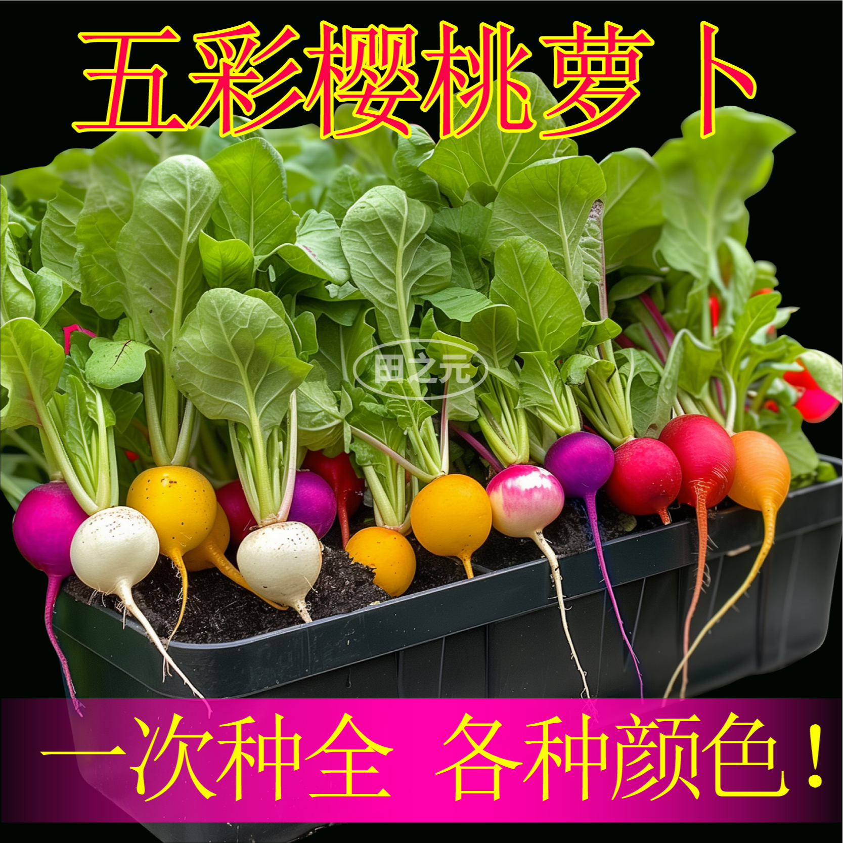 五彩樱桃萝卜种子红黄绿紫白皮水果萝卜菜籽嫩脆四季蔬菜阳台盆栽