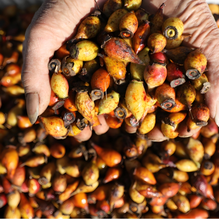 糖罐娘娘（金樱子）新鲜采摘