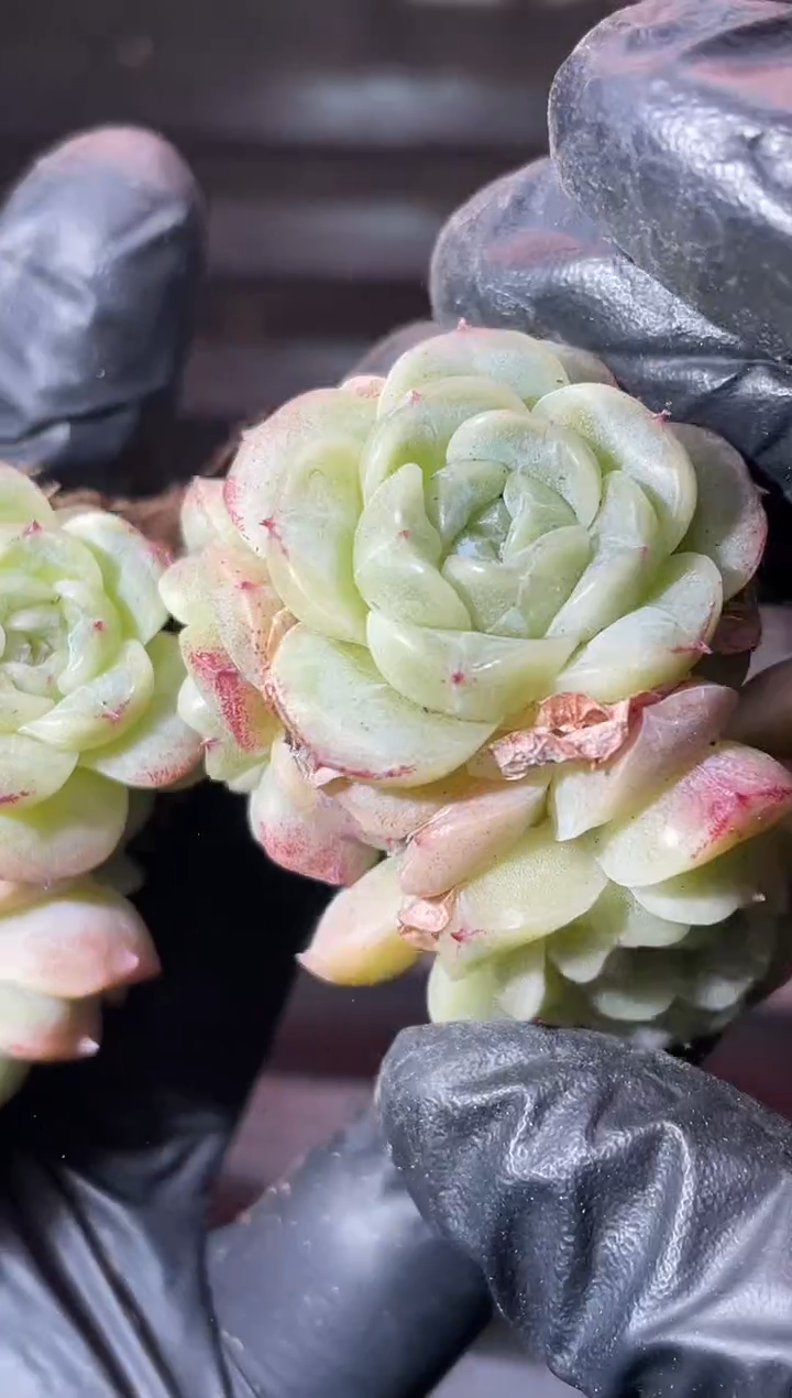 14-12小殿下群3-4厘米不包整散量拍发一颗