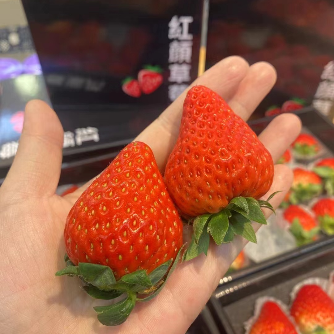 【香甜美味】空运丹东红颜奶油草莓［礼盒装］［水果同城配送］［时令美味］［送礼佳品］