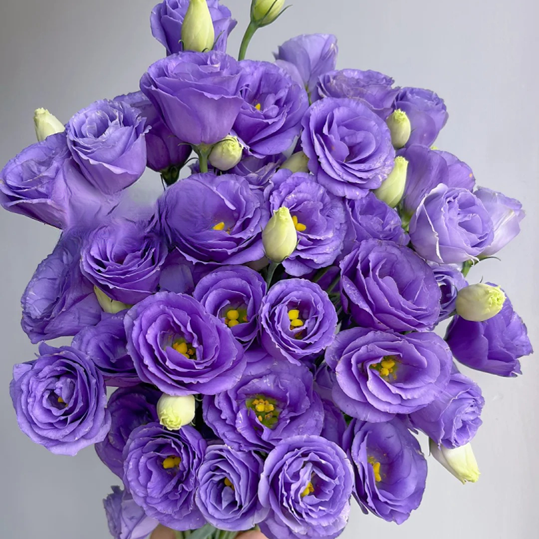 （花少桔梗）绿紫色桔梗混拼各一半 源头基地直发