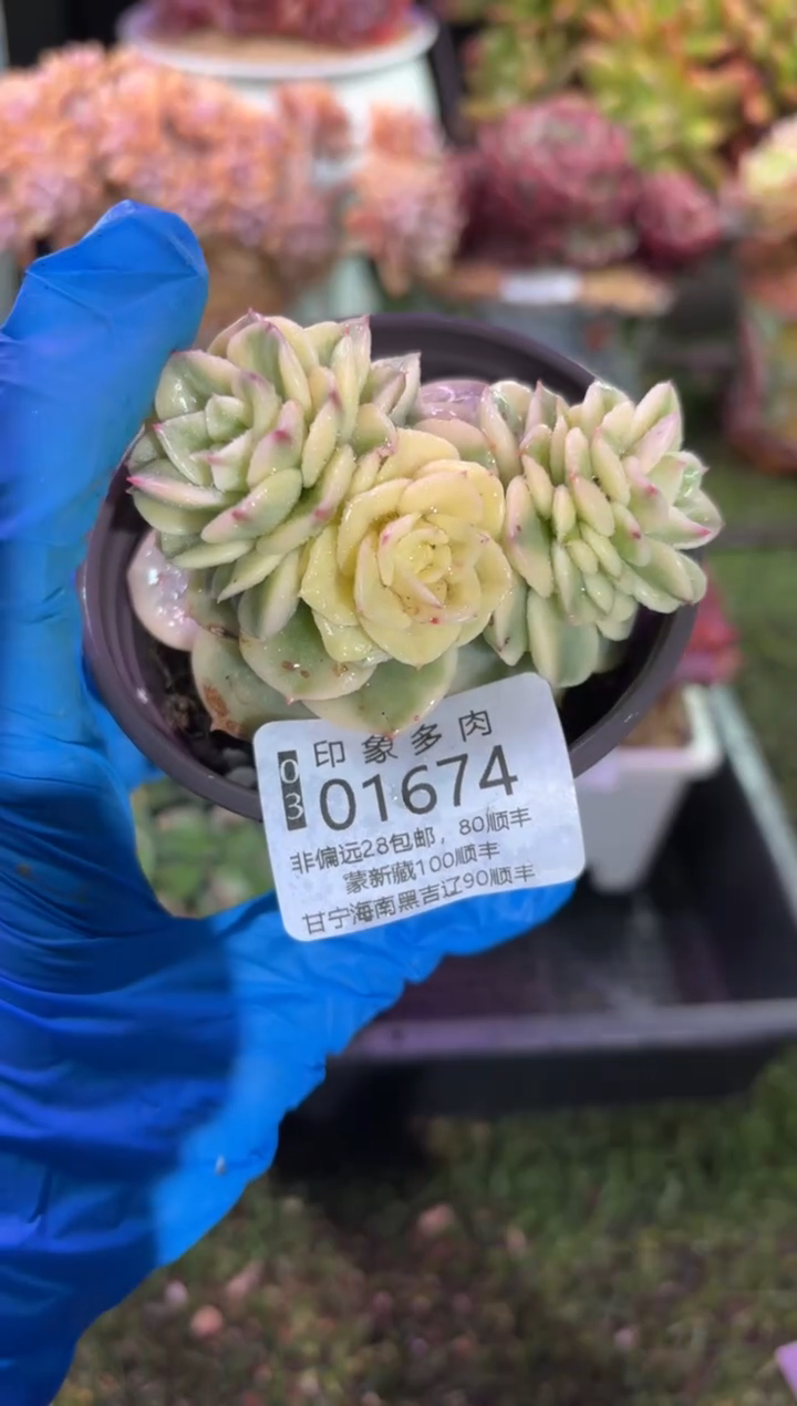 【闪购商品】01674