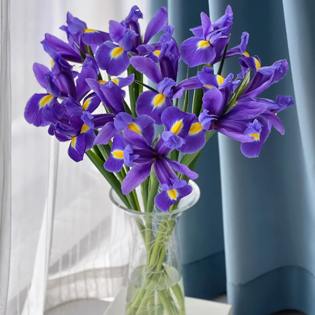 【源头优选】鸢尾花云南直发鲜花家居水养插花鲜切花