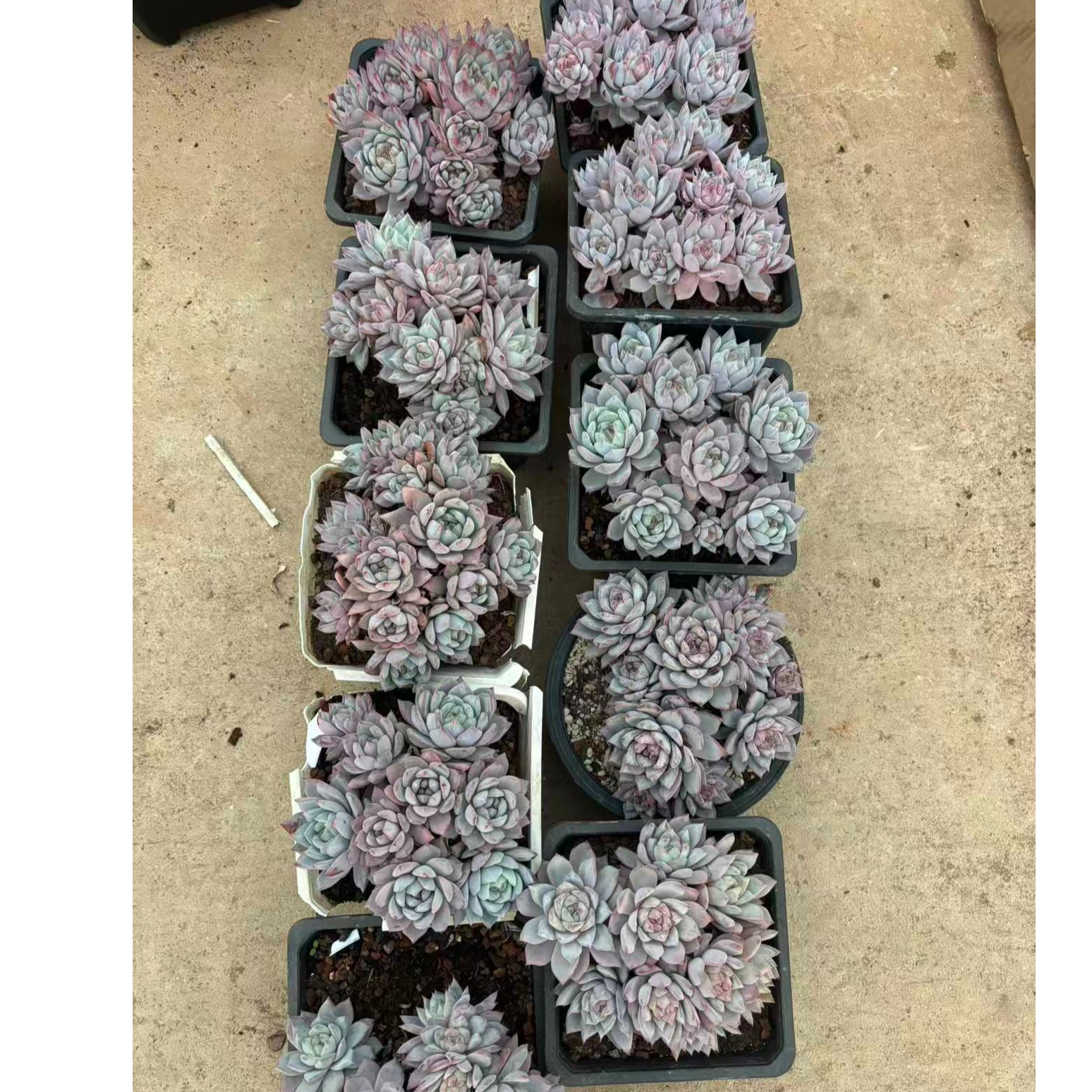 植迷园艺多肉植物1月4日粉蓝鸟回馈款