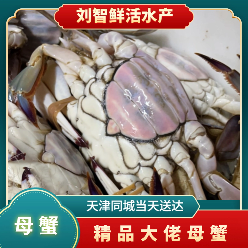 足黄母蟹【保鲜不保活】（一只3-5两左右） 海产 2-6斤