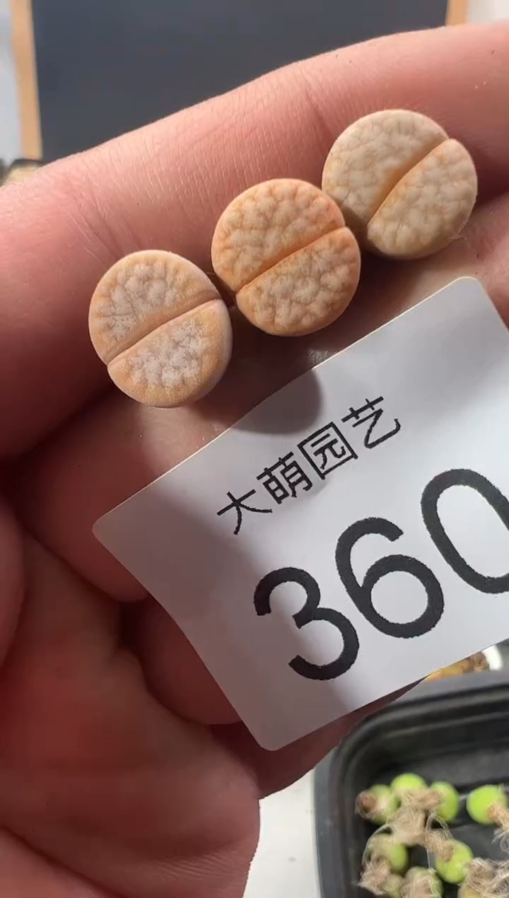 +++++++++++++++360