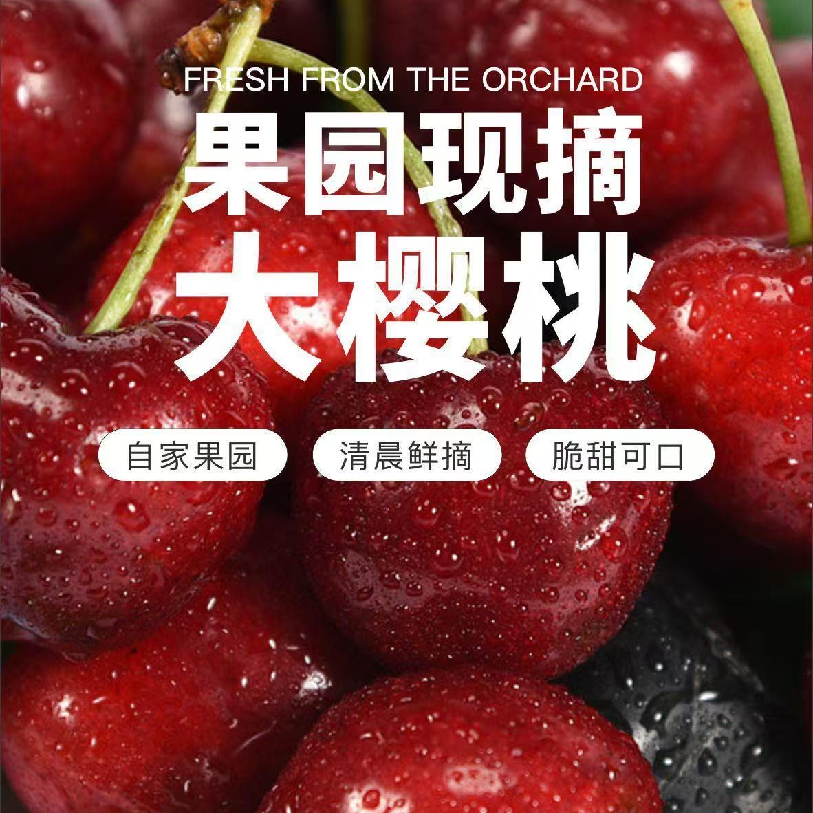[送1斤]山东脆甜美早大樱桃当季水果2斤J-4J顺丰冷链