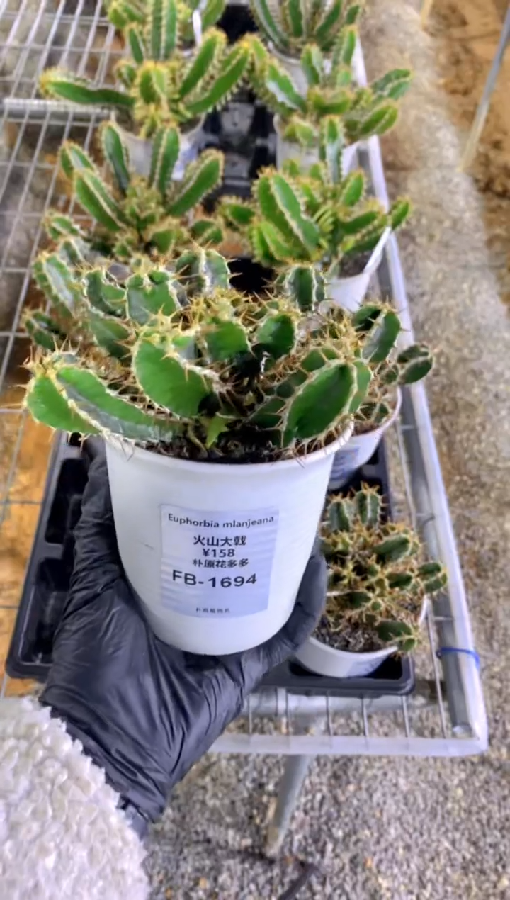 【闪购商品】火山大戟FB-1694