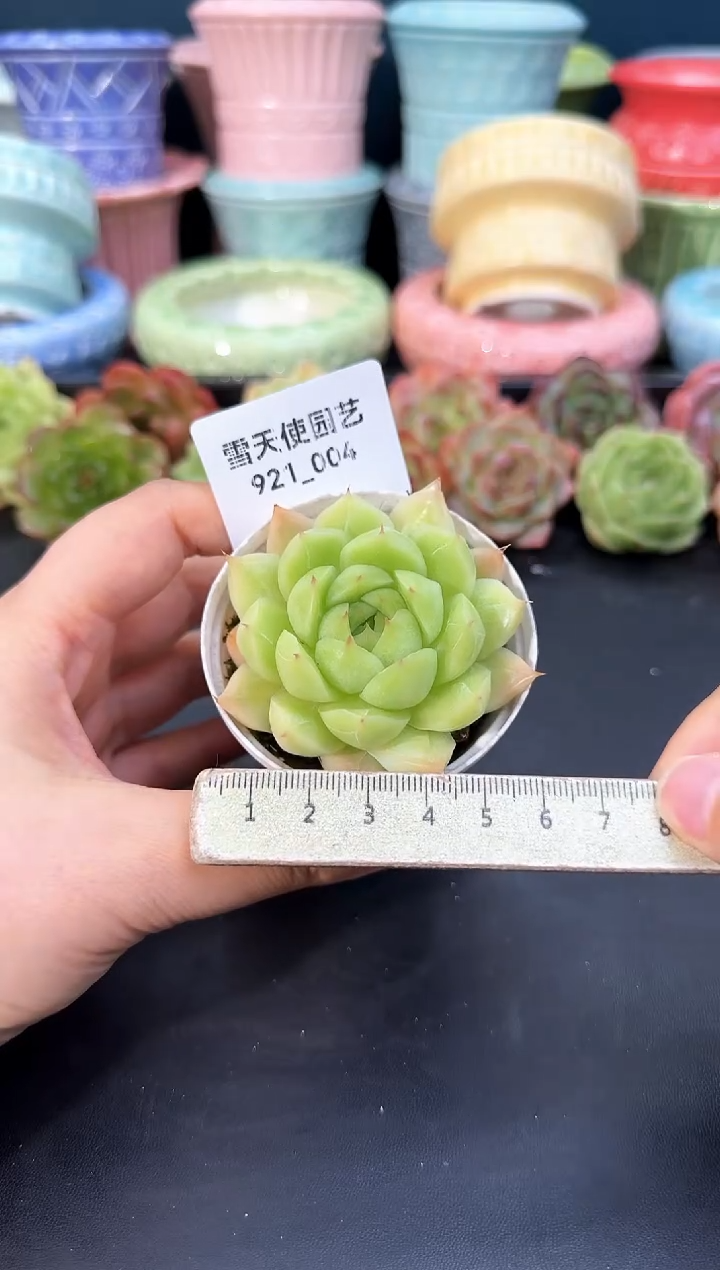 921-004青山（冠幅5CM）