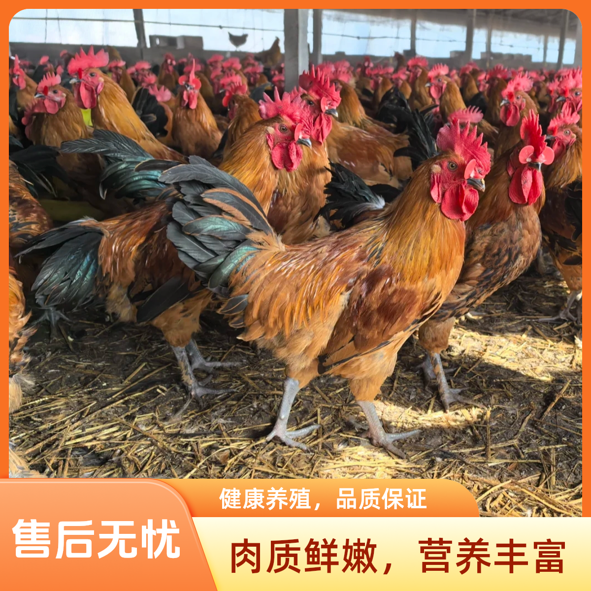 90天青年大公鸡两只毛重10斤烧烤食材