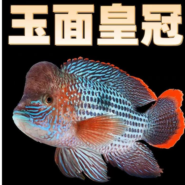 【新疆发货】玉面皇冠红尾皇冠鱼中大凶猛热带观赏鱼蓝面财神好饲养