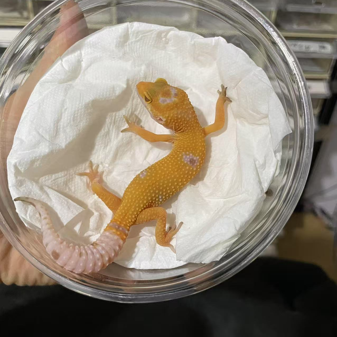 豹纹守宫新手入门可爱温顺爬宠易活好养另类宠物