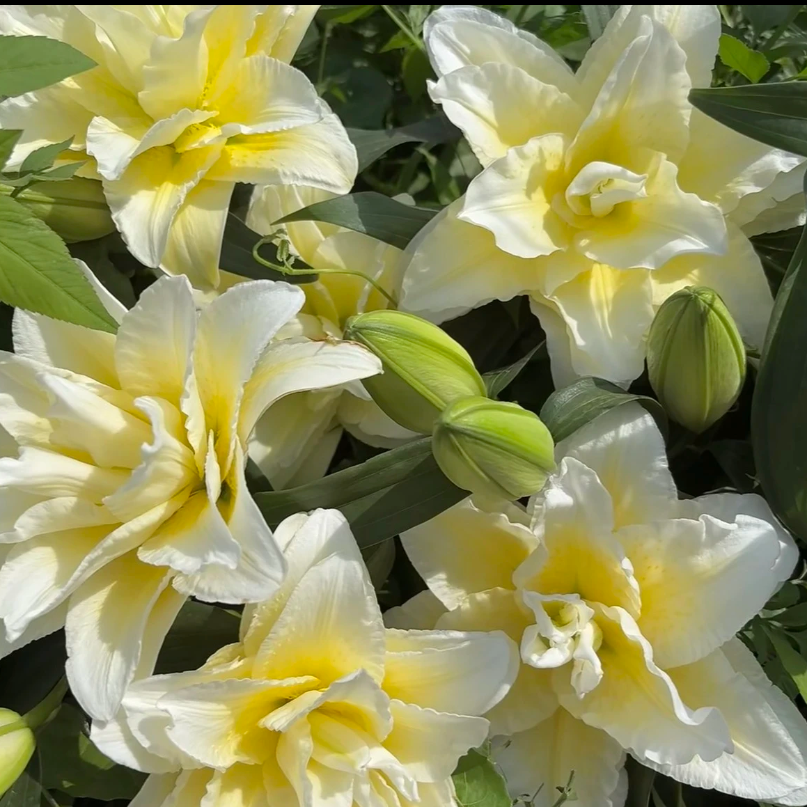 香水秋百合路德维娜进口种球18cm带芽重瓣耐寒耐热庭院阳台绿植
