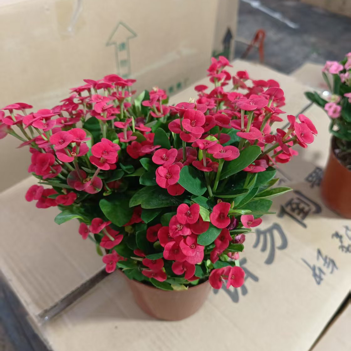 虎刺梅盆栽铁海棠带花四季开花室内阳台盆栽花花卉观花植物海棠花