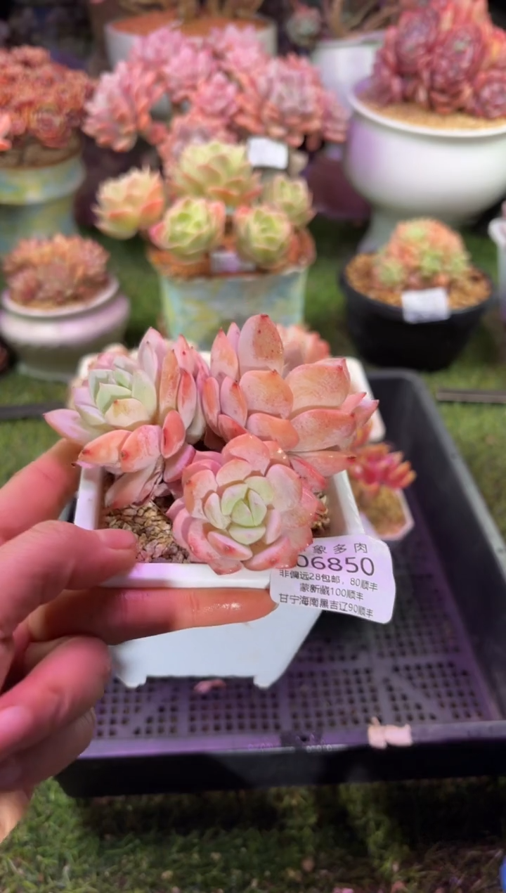 【闪购商品】06850