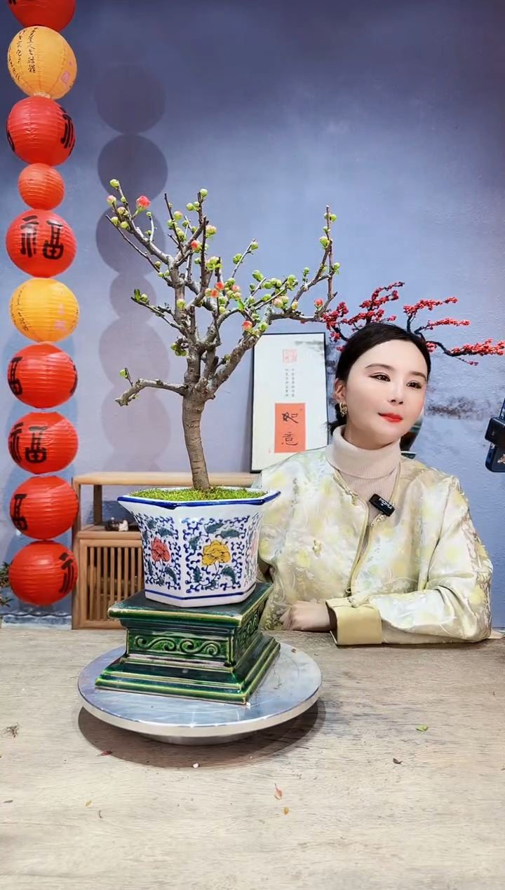 【闪购商品】盆景海棠 长寿冠 025