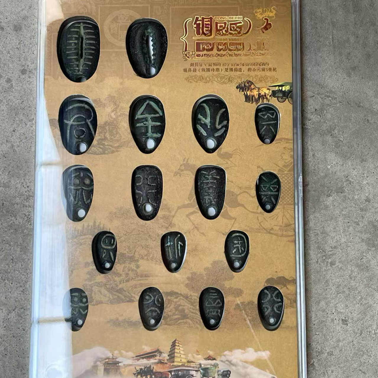 精品摆件好漂亮贝壳