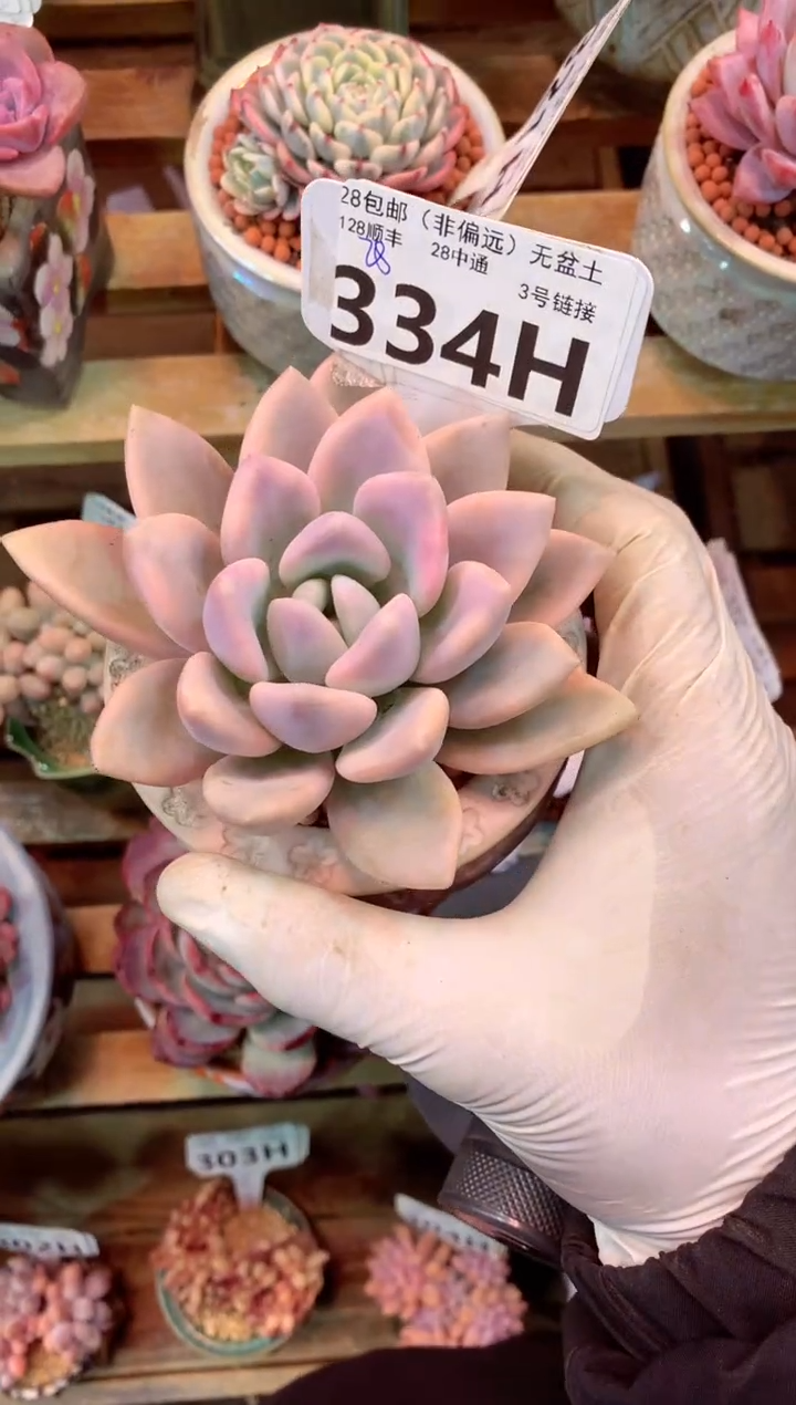 334H（一物一拍，精品多肉，w所见即所得 ）