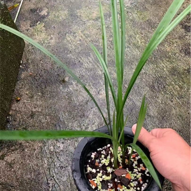 古北壹号优选兰花带花苞直播专属链接4