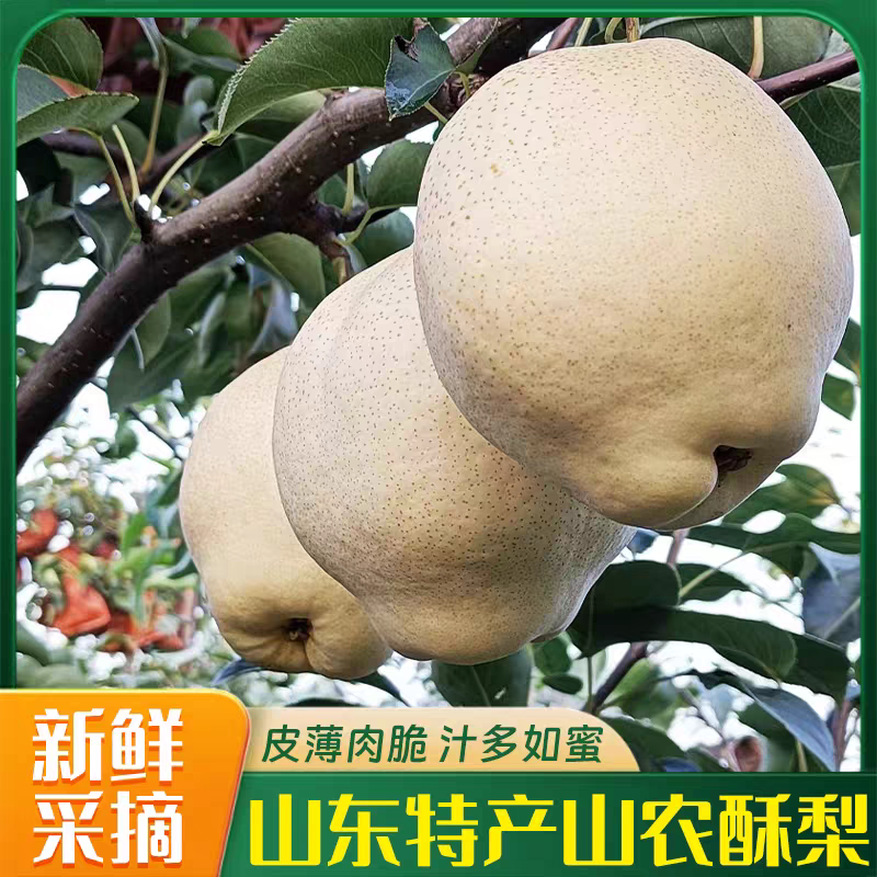 烟台山农酥梨山地种植新鲜现摘当季水果皮薄酥脆多汁爆甜产地直发