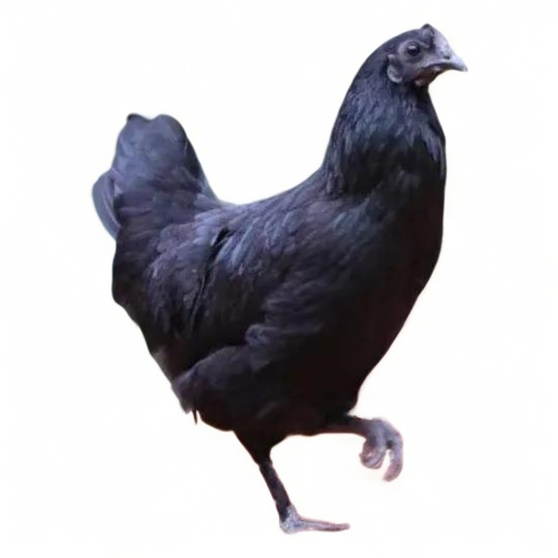 五黑宠物鸡黑毛长尾新手好养活观赏性强