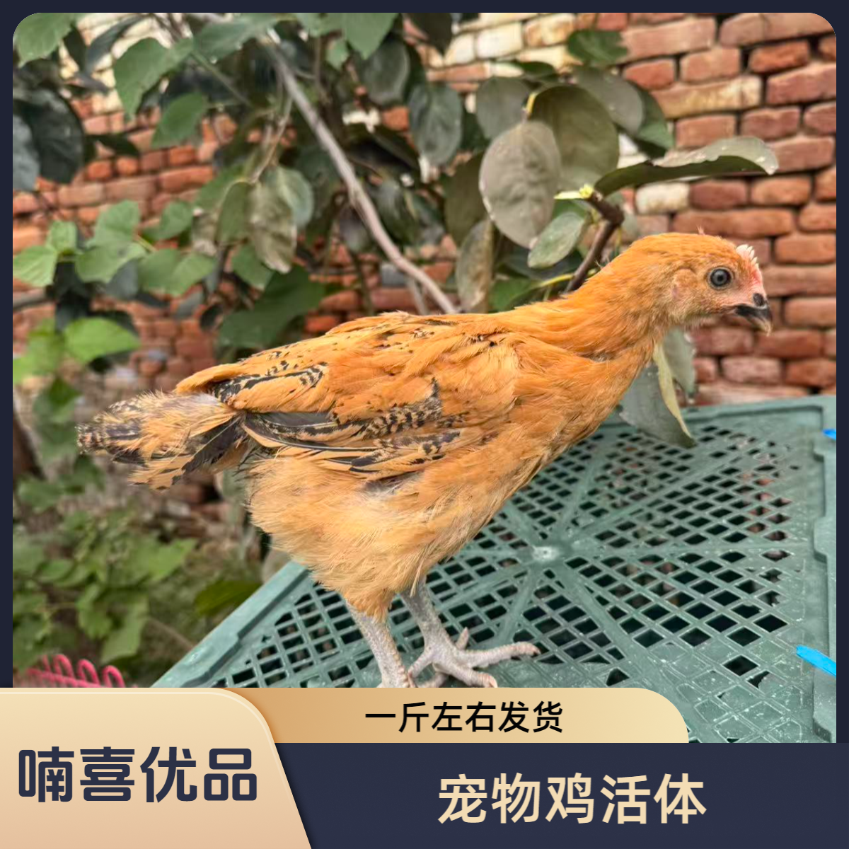 【8只活体】红色长尾鸡宠物鸡一斤左右发货包邮庭院观赏鸡
