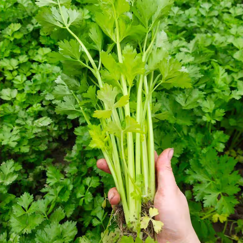 小香芹不水洗新鲜芹菜现挖香芹带叶芹菜健康农产品
