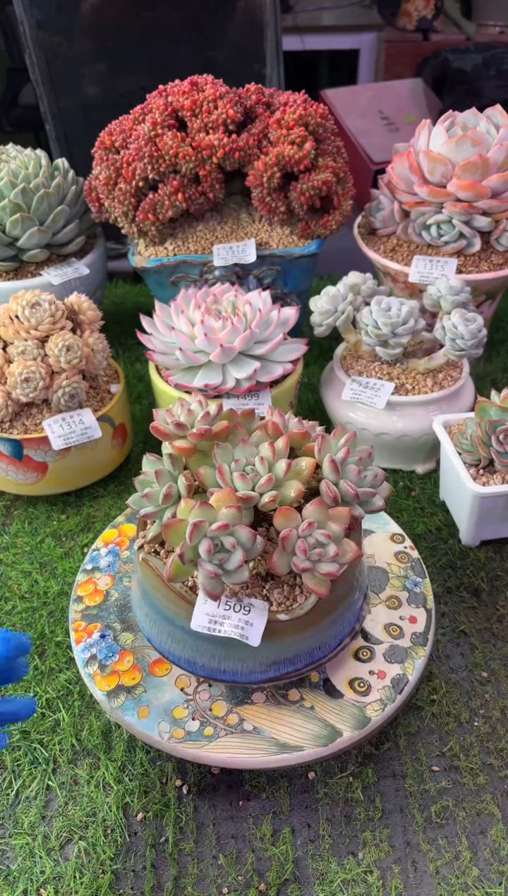 昆明印象多肉1509