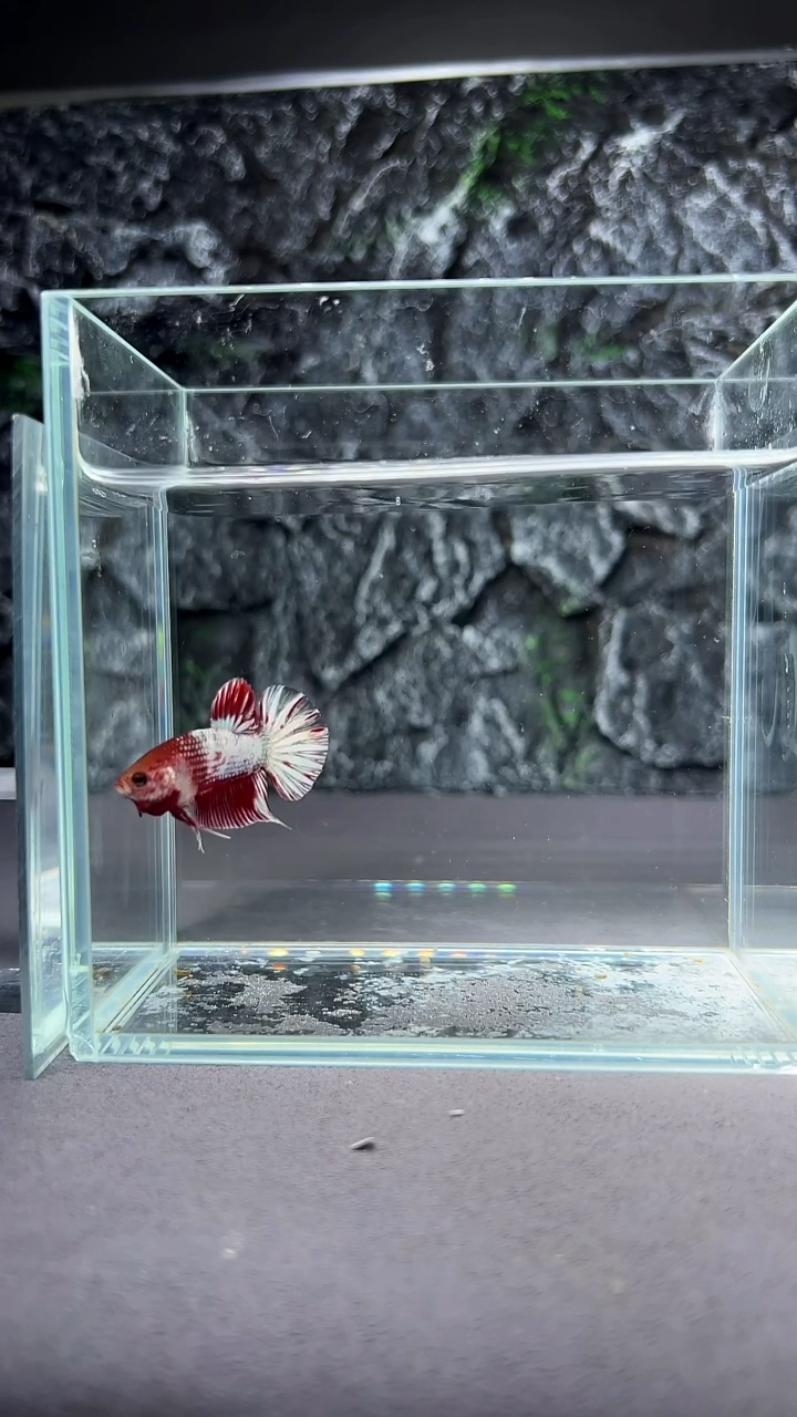 斗鱼竞拍链接A061