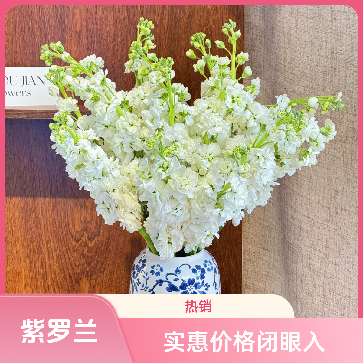 白色紫罗兰--任意两单顺丰包邮