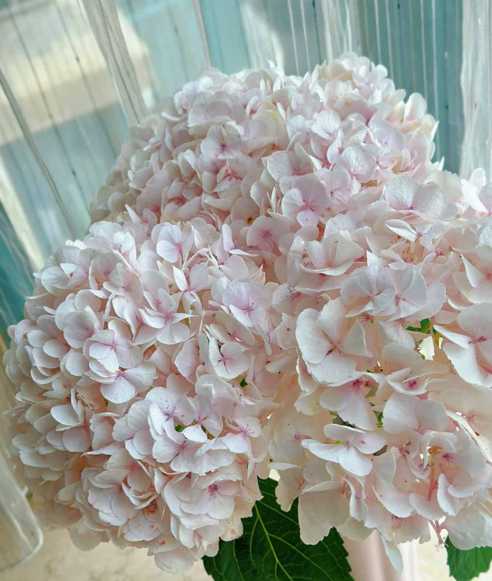 云南现采直发浅粉莫奈绣球系小清新神仙花卉