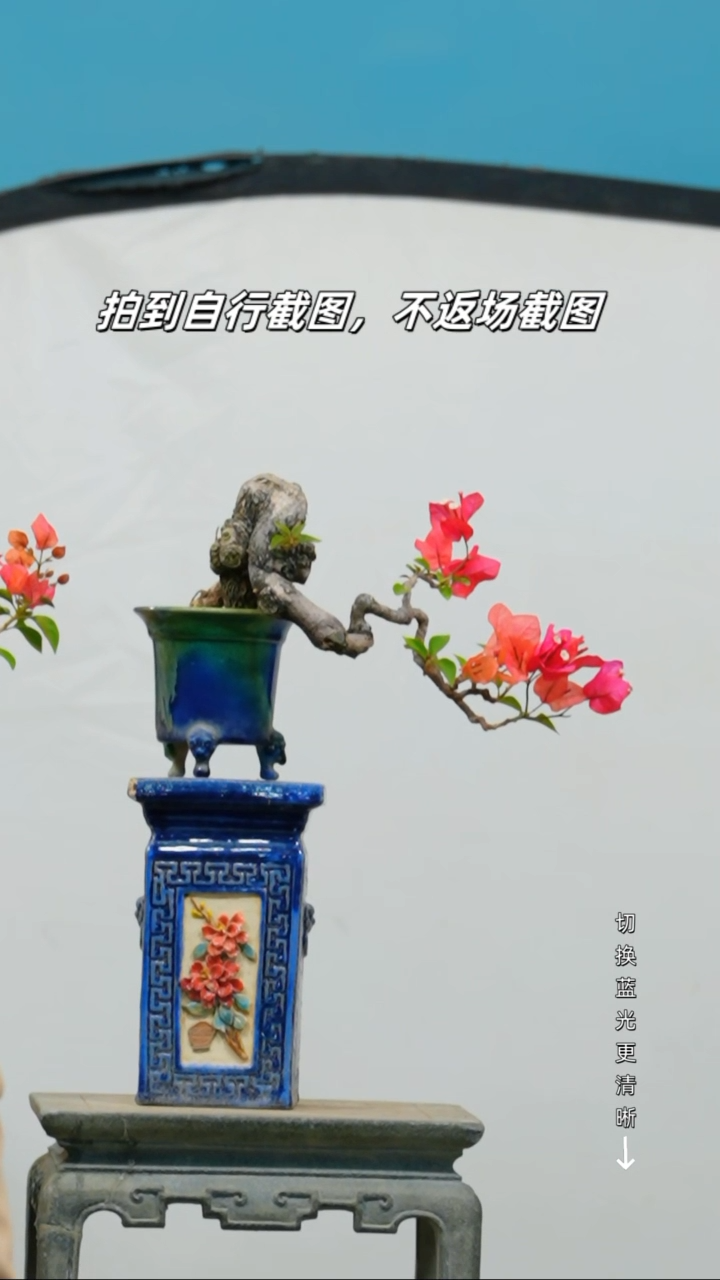 全部花朵一三角梅老桩盆景