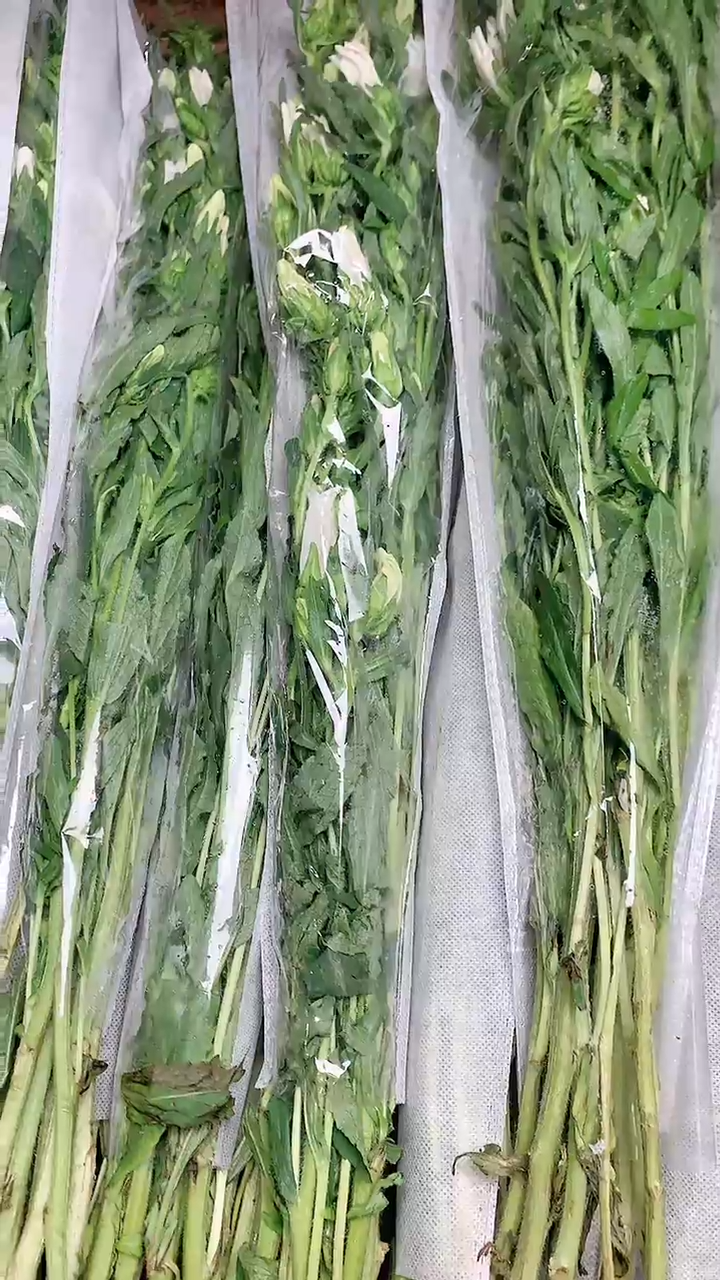 风铃1把20%耗损需要加拍运费