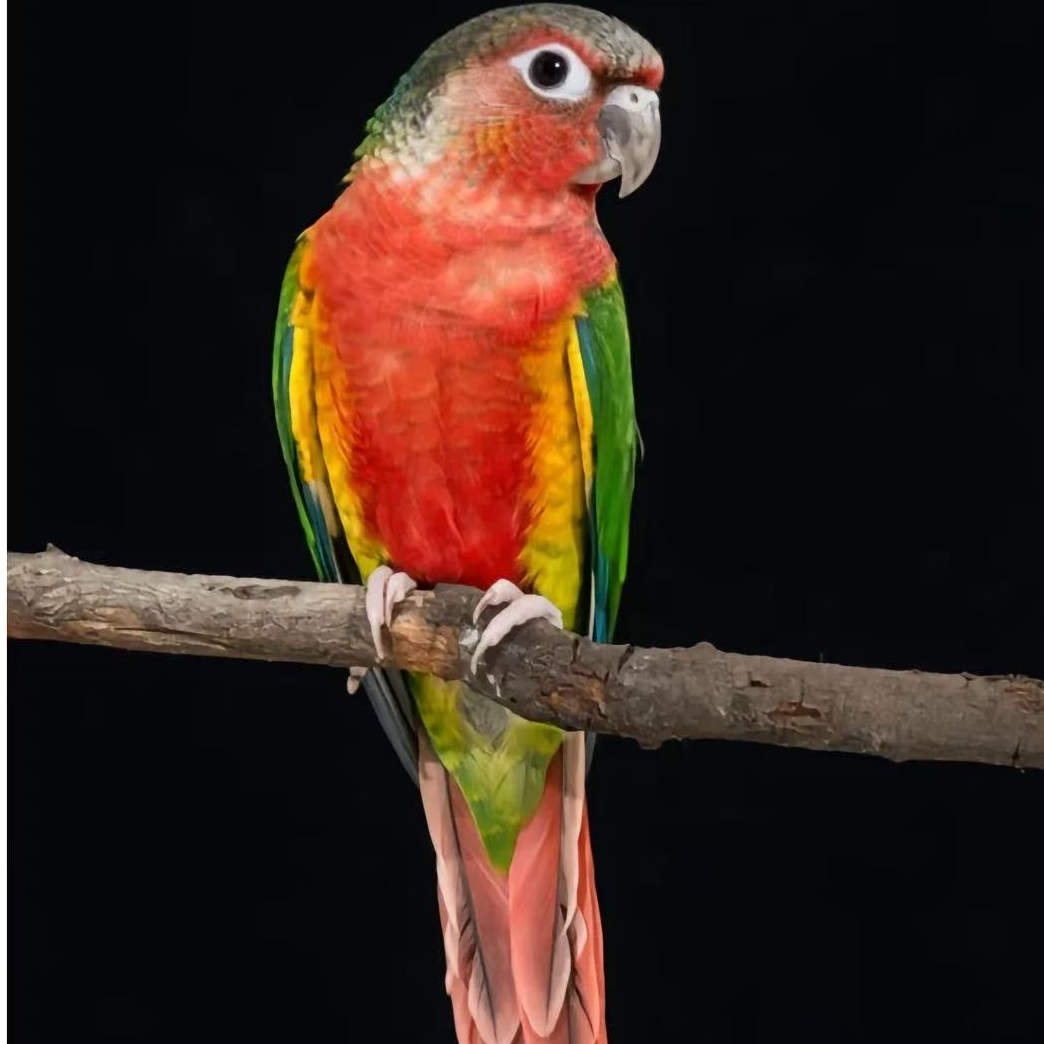 顺丰快递手养鹦鹉雏鸟链接赠送奶粉喂养工具