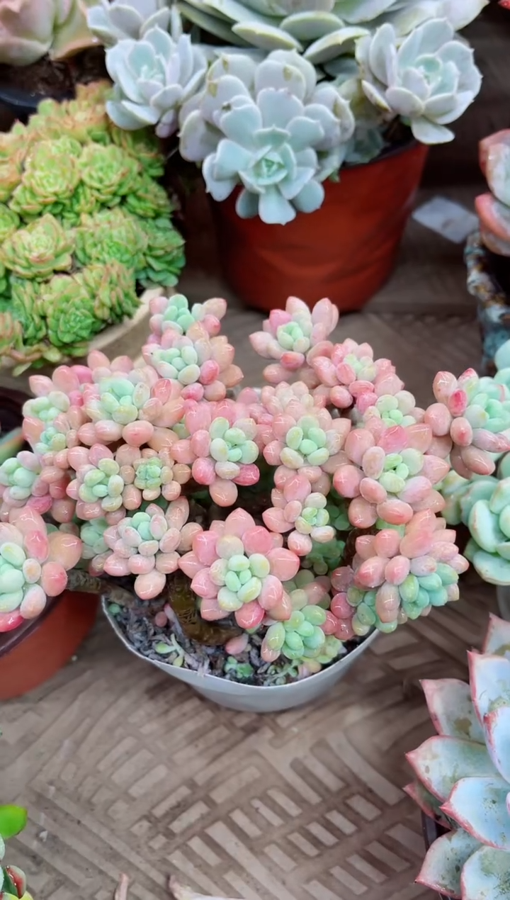 菠*21010多肉植物一物一拍