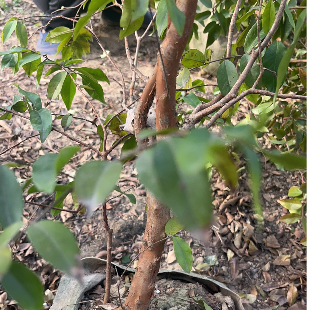 6年四季红妃提根袋苗老桩盆栽庭院种植