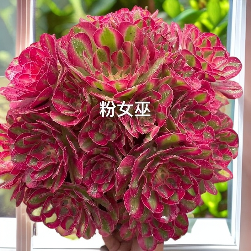 粉女巫法师多肉植物精品好养超大颗肉肉高档特价老桩盆栽花卉大号