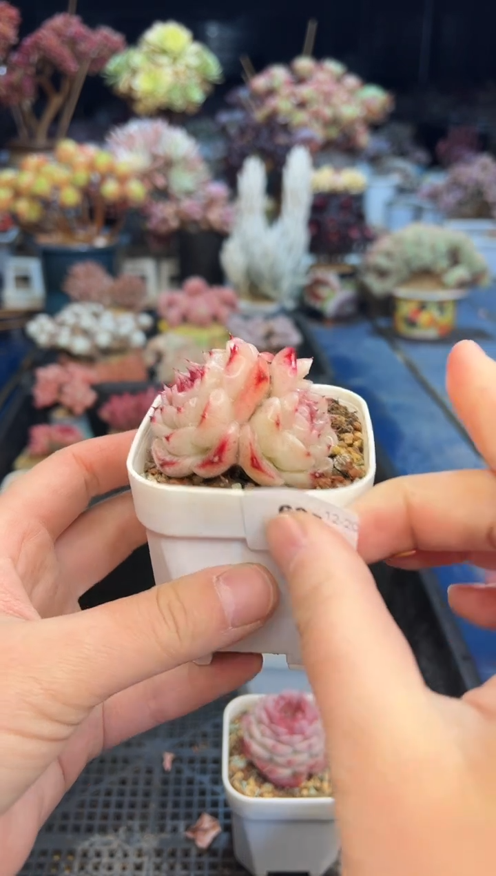 【闪购商品】635不带盆