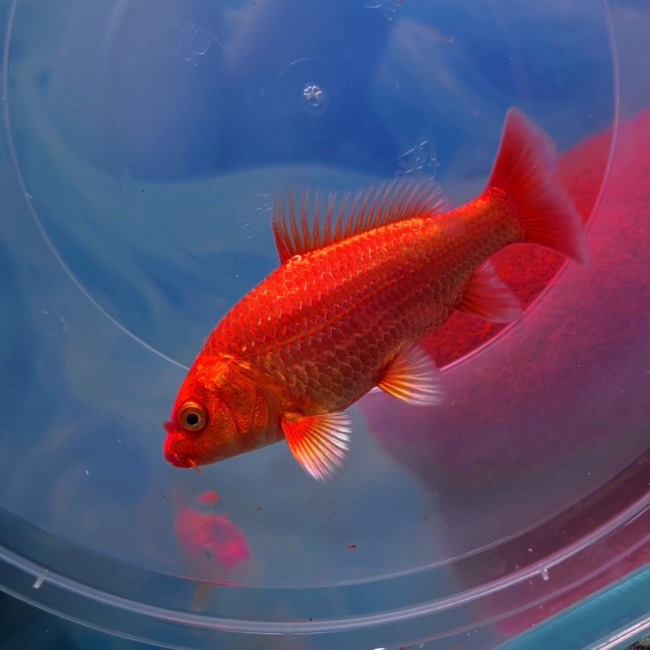 红蝴蝶鲤大鳍大尾包邮包活