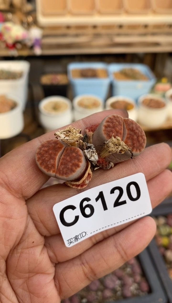 6120直播一物一拍