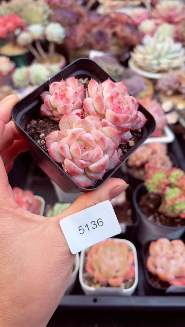 【闪购商品】5136七仙女多肉